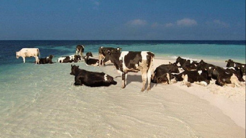 Funny photos from the beach Funny photos from the beach