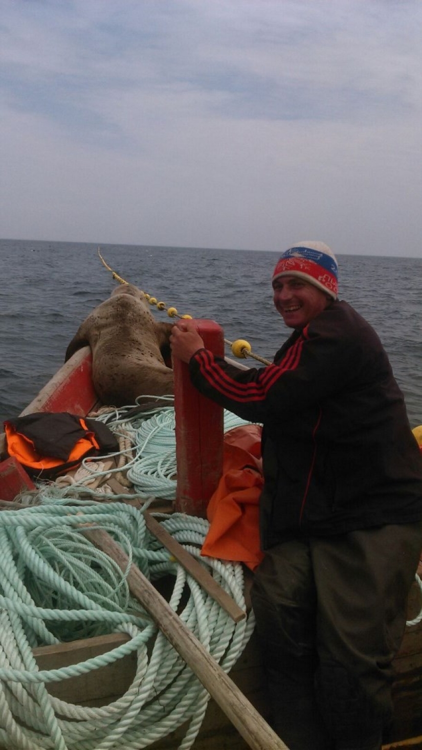Fur seal forced Sakhalin fishermen to ride him in a boat for eight hours