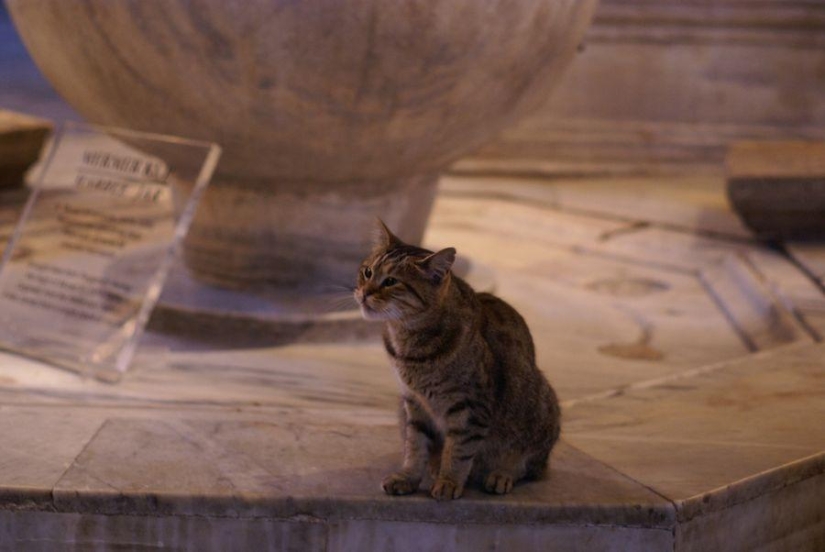 Furry owner of Hagia Sophia Furry owner of Hagia Sophia