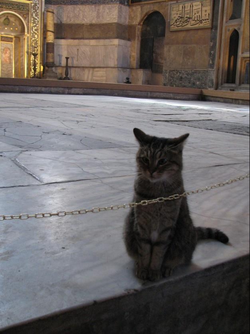 Furry owner of Hagia Sophia Furry owner of Hagia Sophia