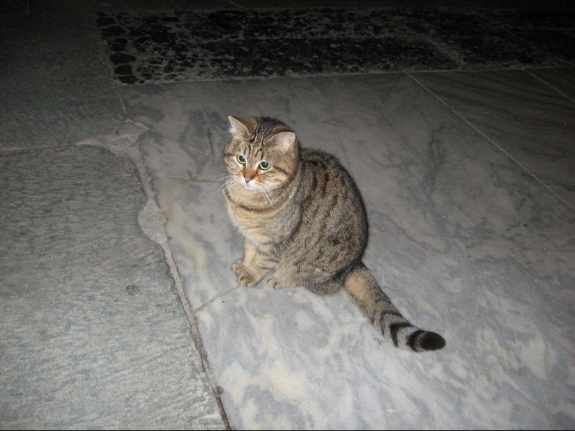 Furry owner of Hagia Sophia Furry owner of Hagia Sophia