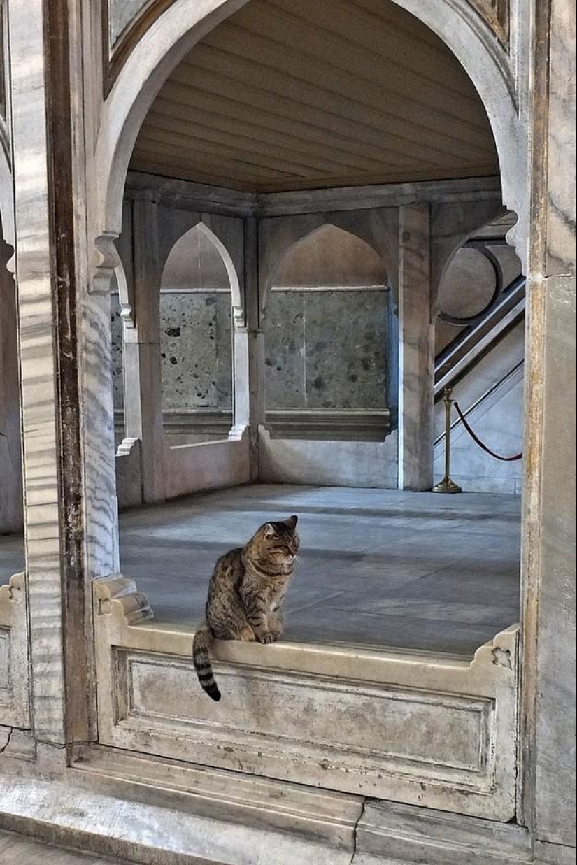 Furry owner of Hagia Sophia Furry owner of Hagia Sophia