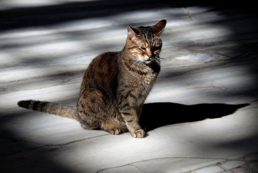 Furry owner of Hagia Sophia Furry owner of Hagia Sophia