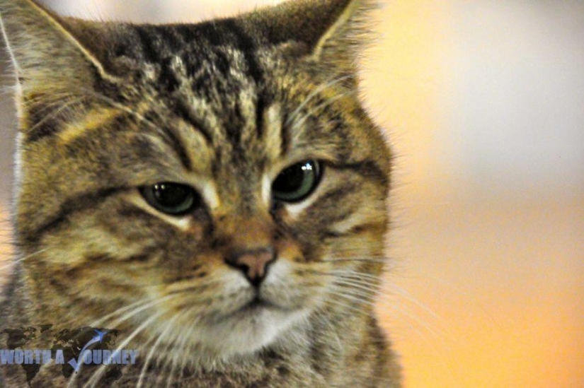 Furry owner of Hagia Sophia Furry owner of Hagia Sophia