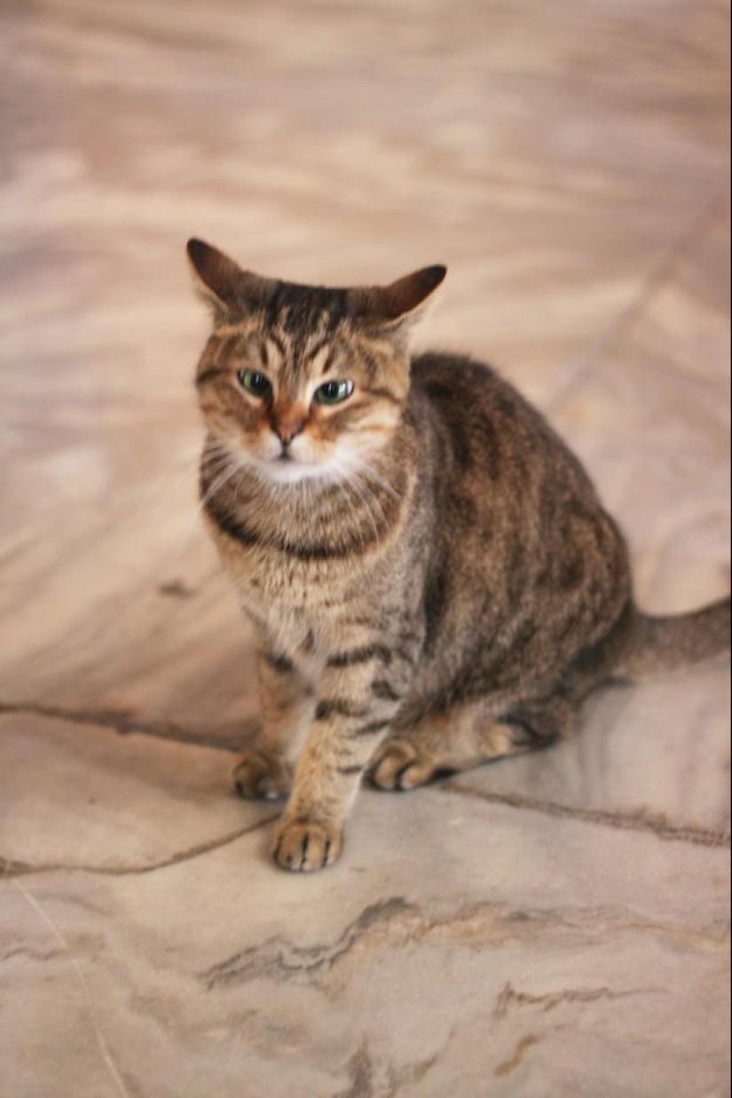 Furry owner of Hagia Sophia Furry owner of Hagia Sophia