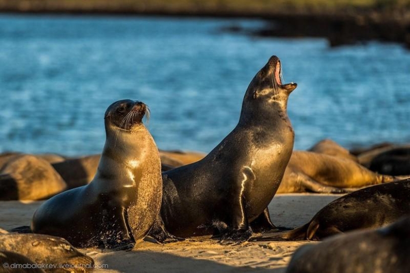 Galapagos. Santa Fe Island