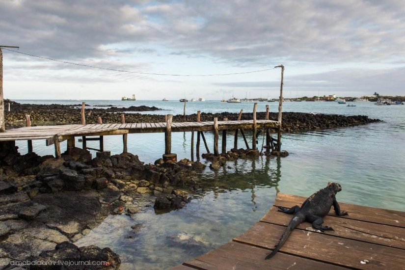Galapagos. Santa Fe Island Galapagos. Santa Fe Island