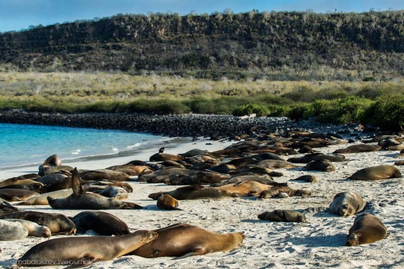 Galapagos. Santa Fe Island Galapagos. Santa Fe Island