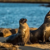 Galapagos. Santa Fe Island