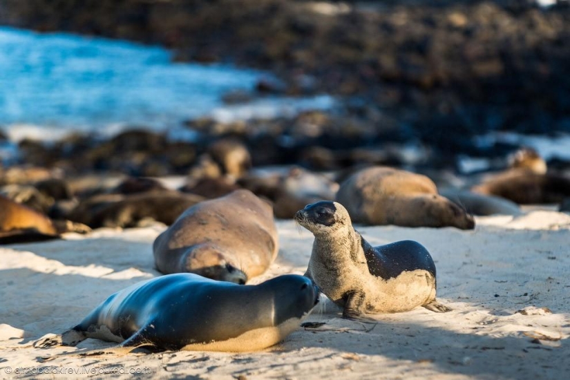 Galapagos. Santa Fe Island Galapagos. Santa Fe Island