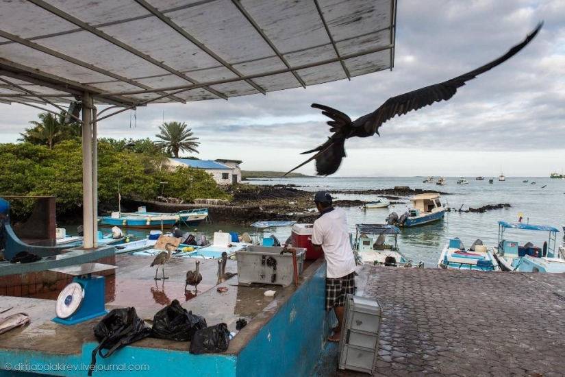 Galapagos. Santa Fe Island Galapagos. Santa Fe Island