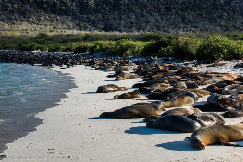 Galápagos. Isla Santa Fe Galápagos. Isla Santa Fe