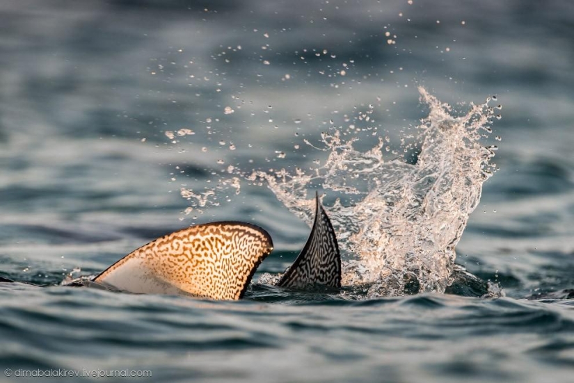 Galápagos. Isla Santa Fe Galápagos. Isla Santa Fe