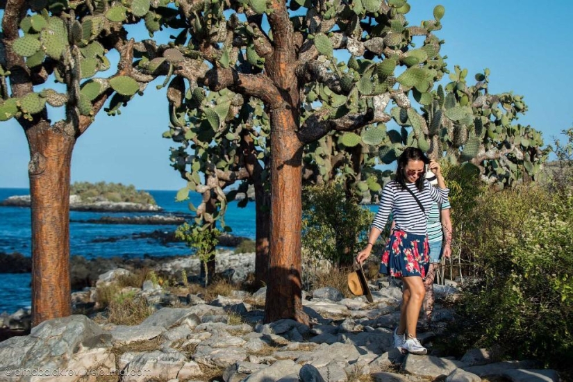 Galápagos. Isla Santa Fe Galápagos. Isla Santa Fe