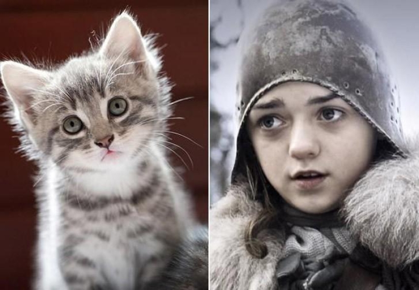 "Game of Thrones" by cats