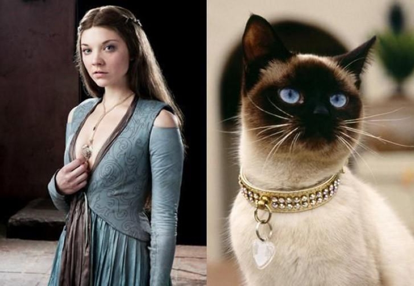 "Game of Thrones" by cats