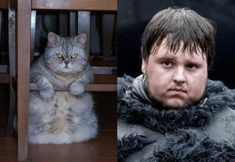 "Game of Thrones" by cats