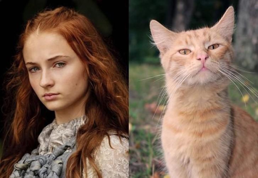 "Game of Thrones" by cats