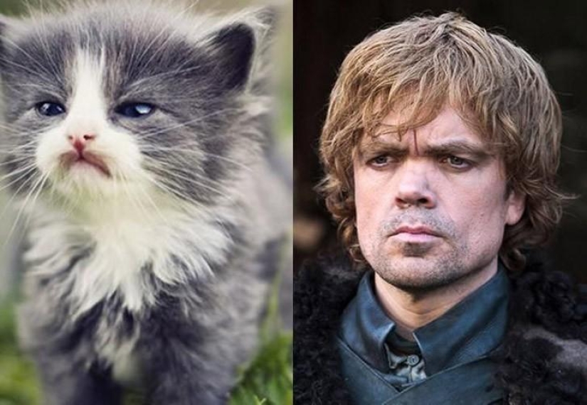 "Game of Thrones" by cats