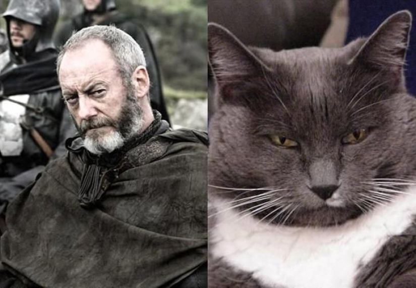 "Game of Thrones" by cats
