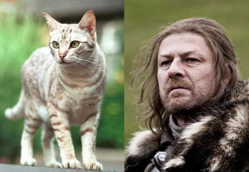 "Game of Thrones" by cats