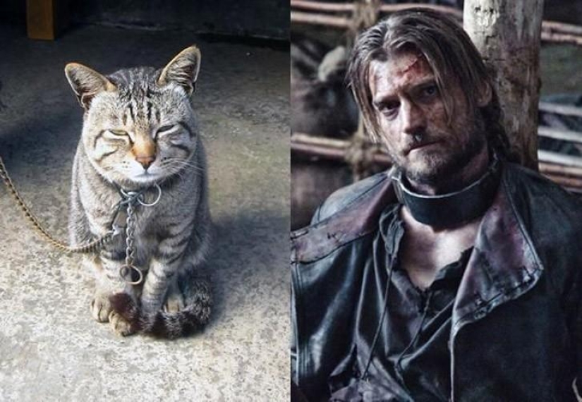 "Game of Thrones" by cats