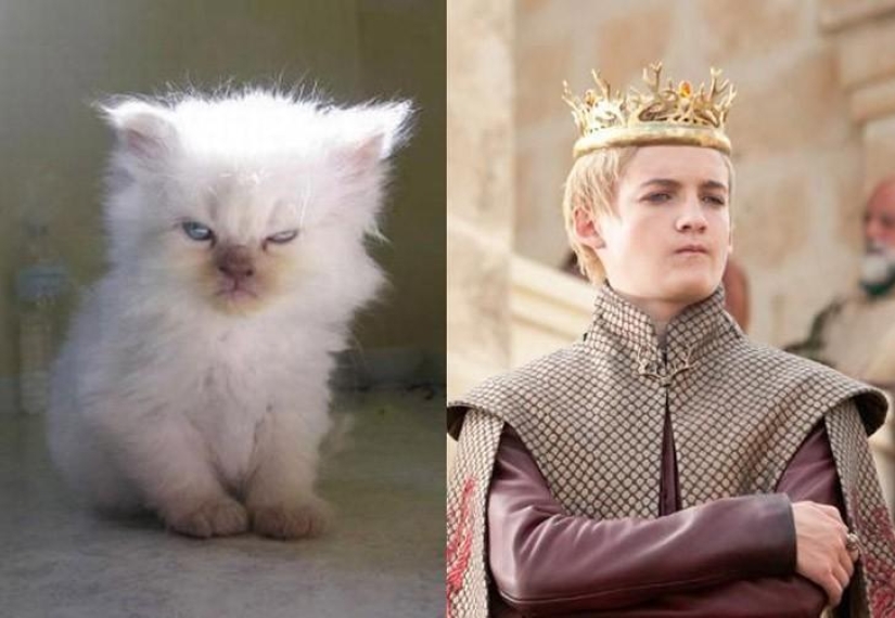 "Game of Thrones" by cats