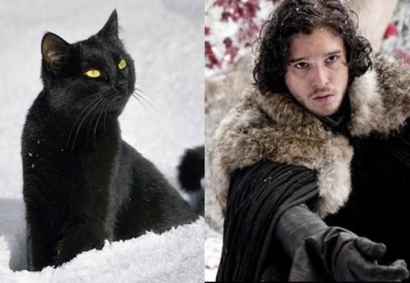 "Game of Thrones" by cats