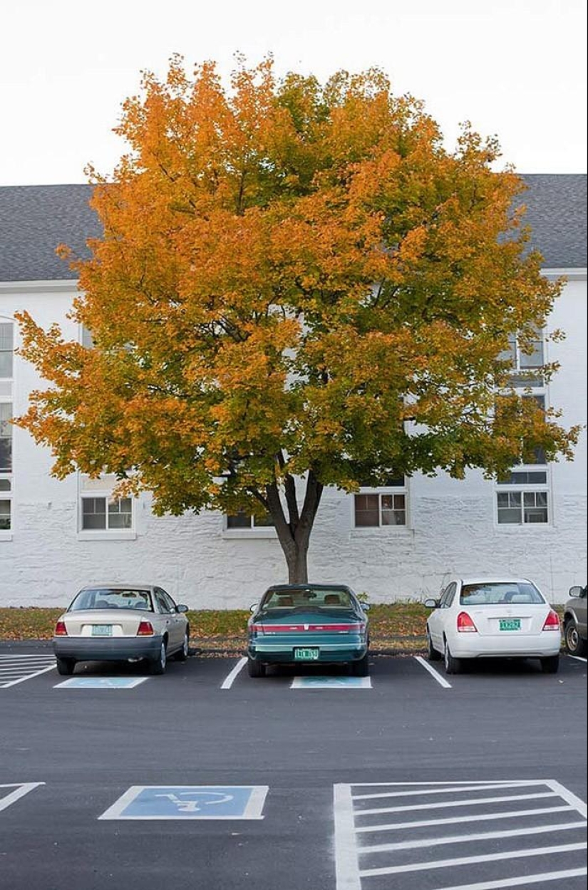 Gana millas verdes Gana millas verdes