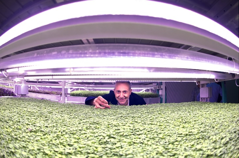 Garden in a bomb shelter