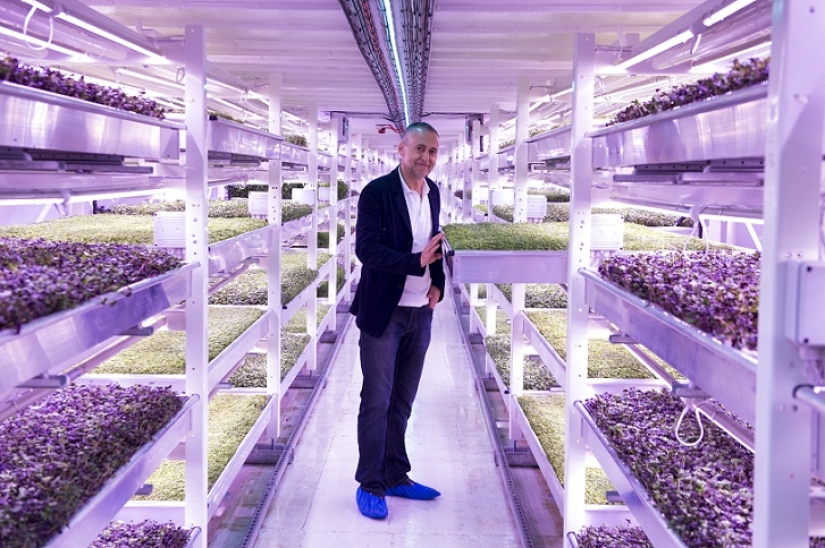 Garden in a bomb shelter