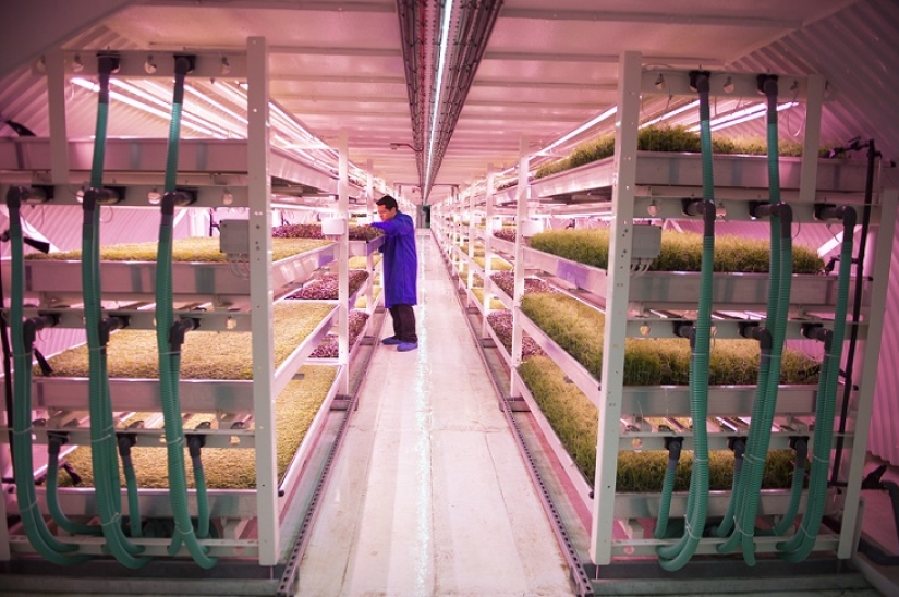 Garden in a bomb shelter