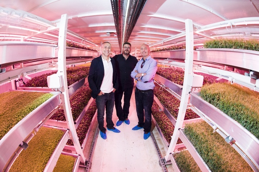 Garden in a bomb shelter