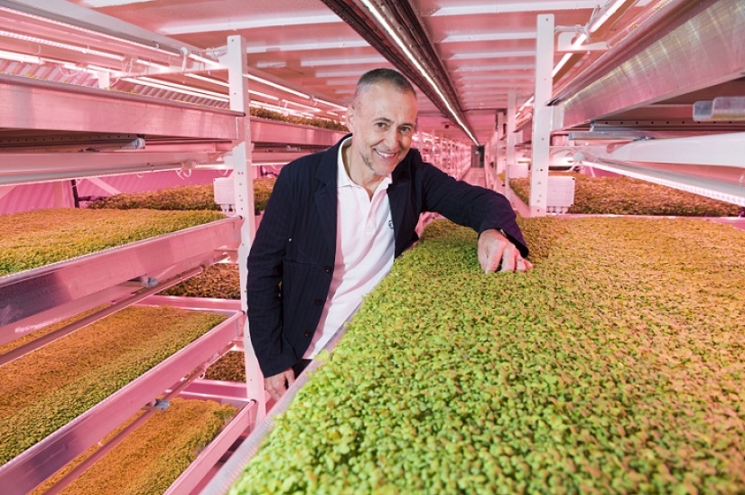 Garden in a bomb shelter