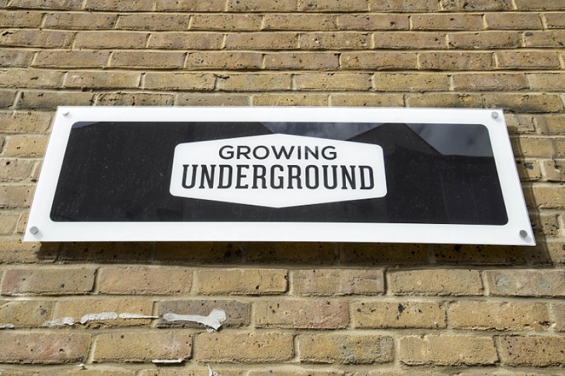 Garden in a bomb shelter