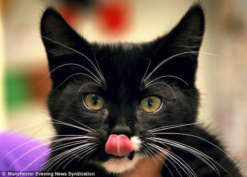 Gatito sobrevivió milagrosamente después de una hora de lavado en una máquina de escribir