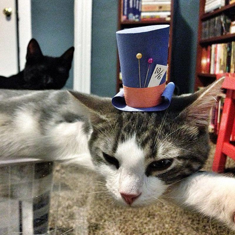 gatitos con sombreros gatitos con sombreros