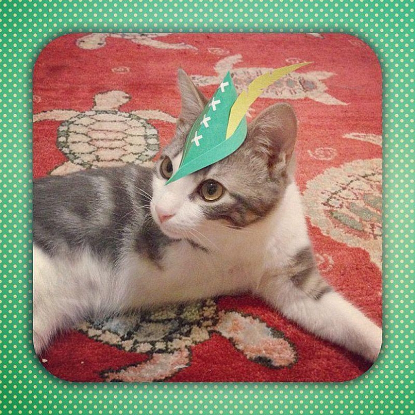 gatitos con sombreros gatitos con sombreros