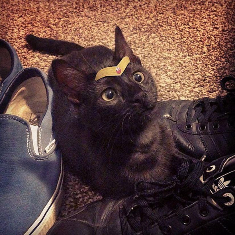 gatitos con sombreros gatitos con sombreros