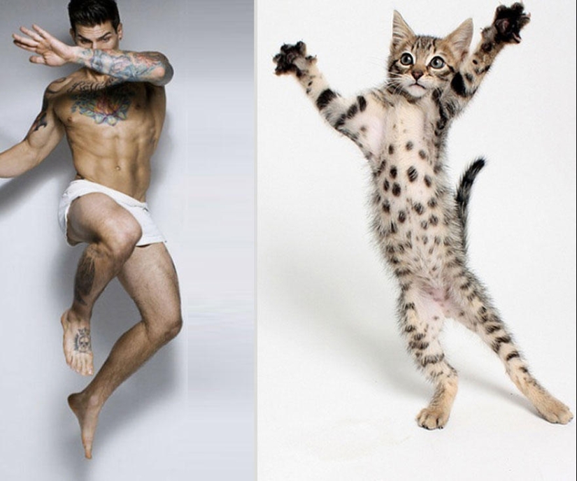 gatitos y chicos gatitos y chicos