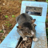 Gato afligido vive en la tumba de su amante durante todo un año
