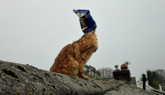 Gato rojo con bolsa de plástico en la cabeza rescatado en Australia Gato rojo con bolsa de plástico en la cabeza rescatado en Australia