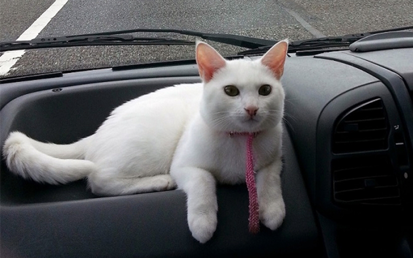 Gato viajando con sus dueños
