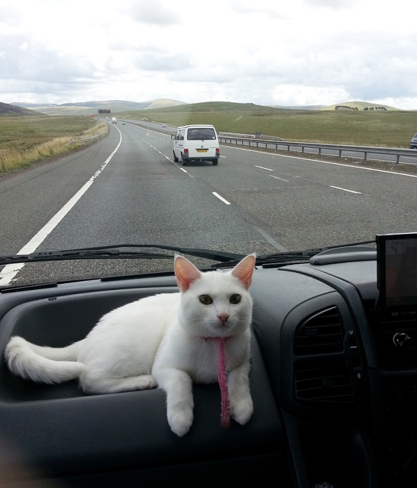 Gato viajando con sus dueños