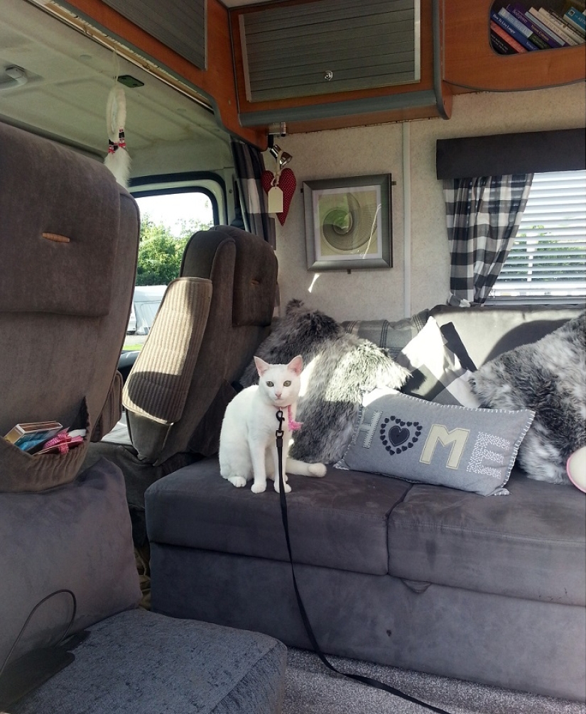 Gato viajando con sus dueños