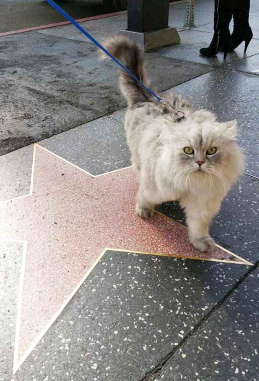 Gato viajero Gandalf