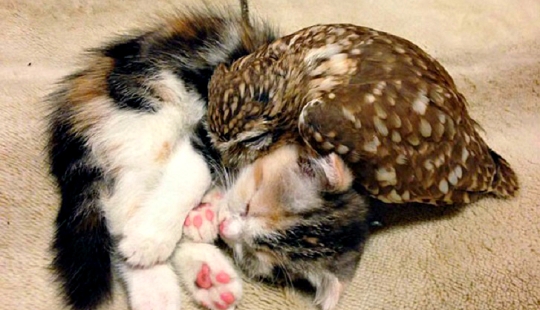 Gato y mochuelo inseparables