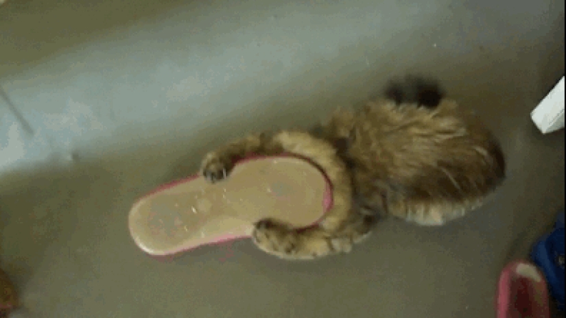 Gatos demasiado curiosos