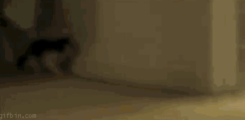 Gatos demasiado curiosos