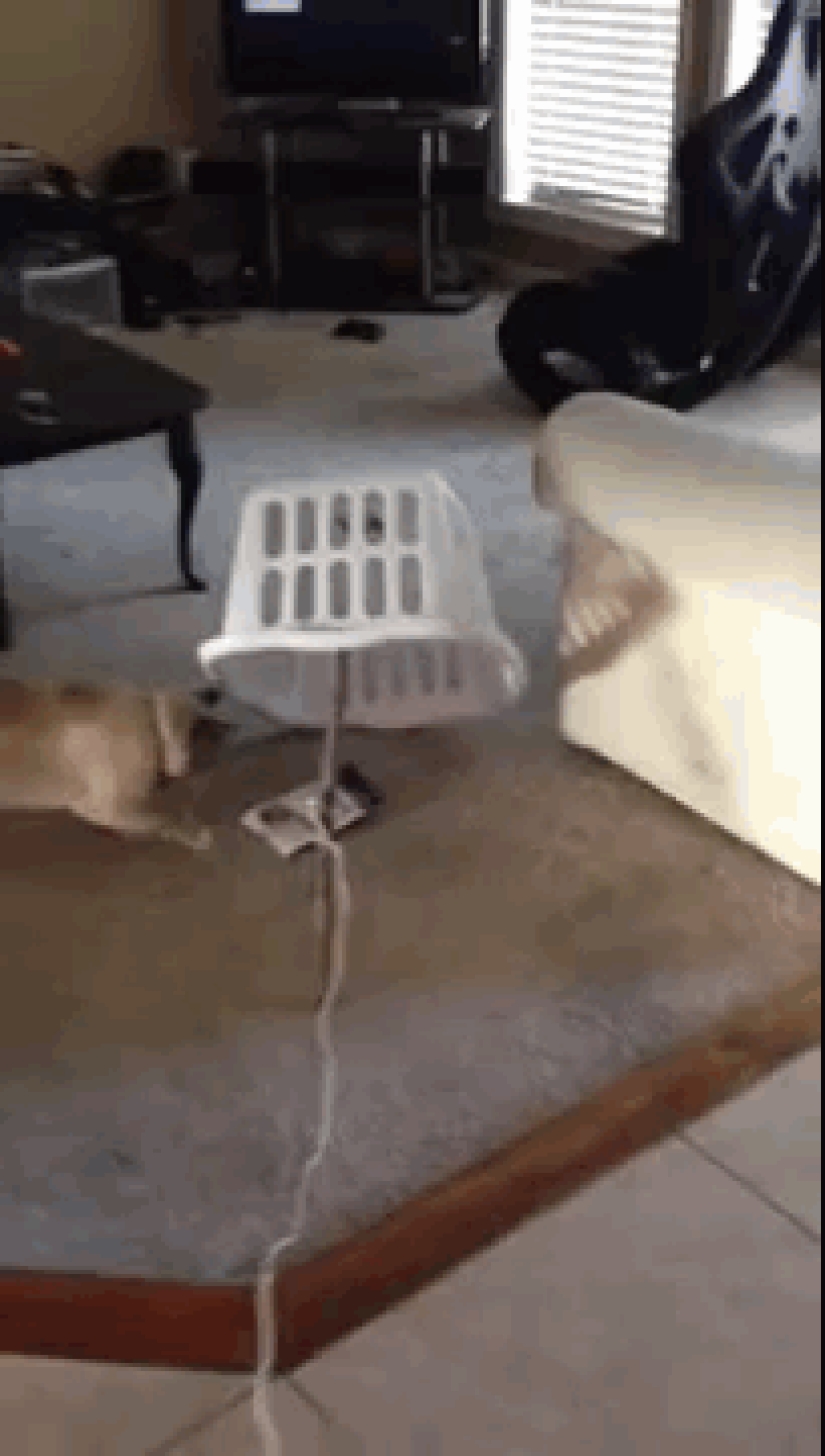 Gatos demasiado curiosos